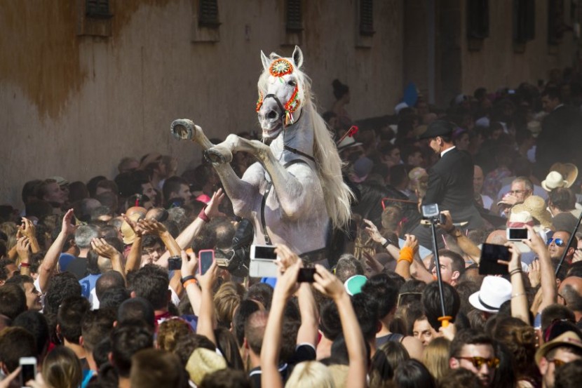 A horse rears in a crowd during the traditional San Juan (Saint John) festival in the town of Ciutadella, on the Balearic Island of Menorca on the eve of Saint John's day on June 23, 2015. During the islands San Juan festival, held each year on June 23 and 24, Minorcan race horses gallop and prance on their hind legs through the streets of Ciutadella to honor of the towns patron saint. As the "caixers" (horse riders) ride together in a parade, spectators attempt to pat the horses chests to get good luck.  AFP PHOTO / JAIME REINA